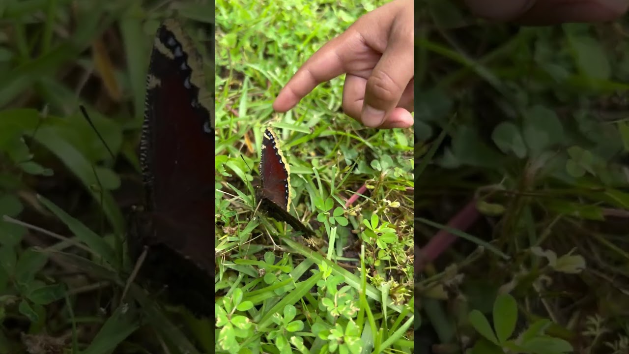 A beautiful butterfly #butterfly #nature #viralvideo #arkansas