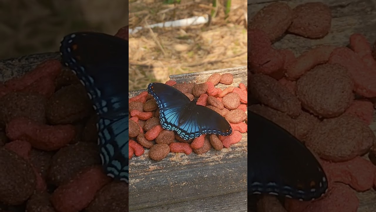 a butterfly with the sounds of nature #butterfly #nature #outdoors