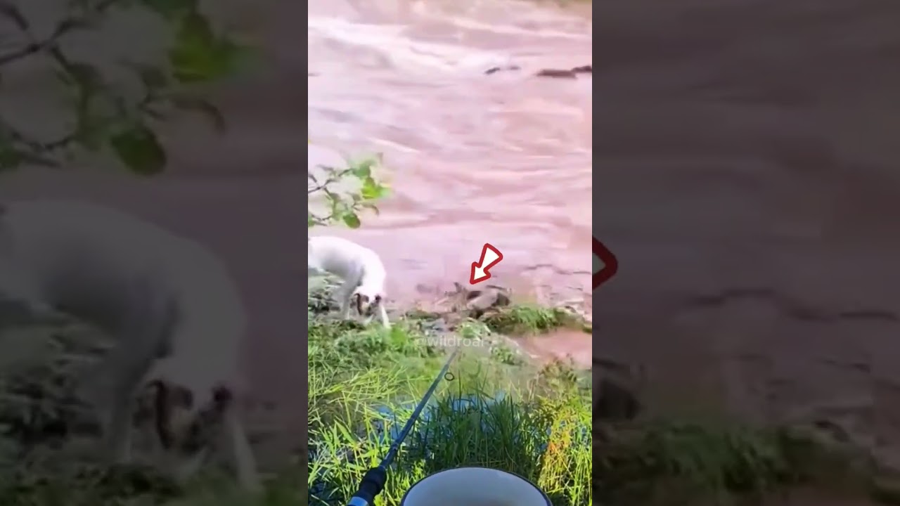 a crocodile attacks a fishing dog
