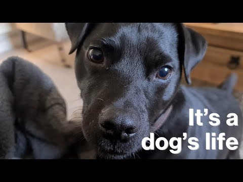 A Day In The Life Of Patterdale Terrier | Oscar