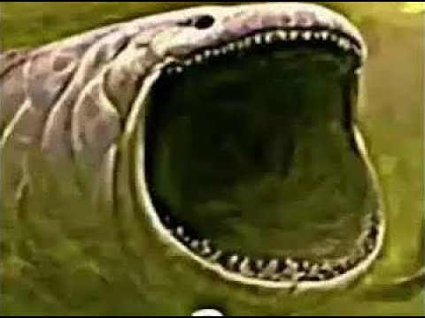 A DİYEN BALİNA (1 SAAT)