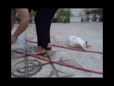 A girl slaughters two chickens