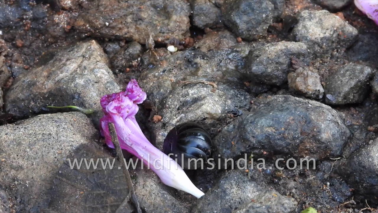 A lesser-known arthropod | Giant pill millipede