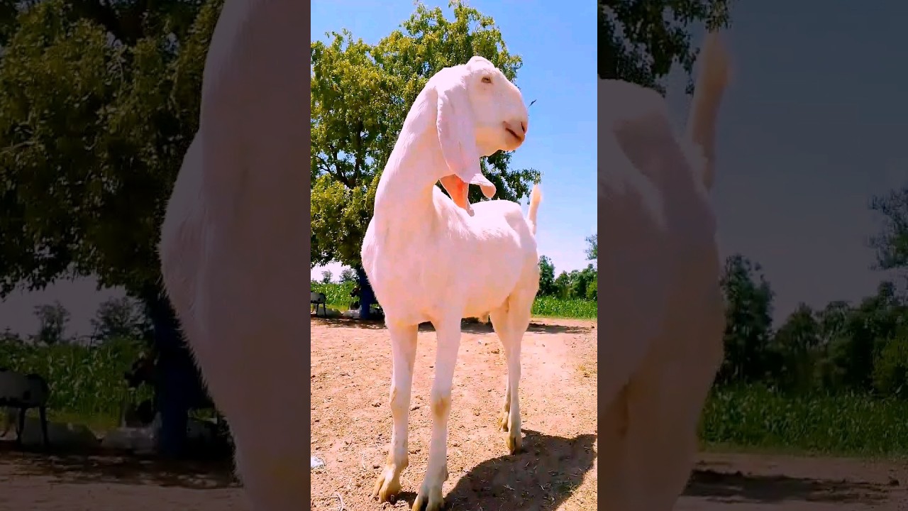A sacrificial goat sold for 250,000
