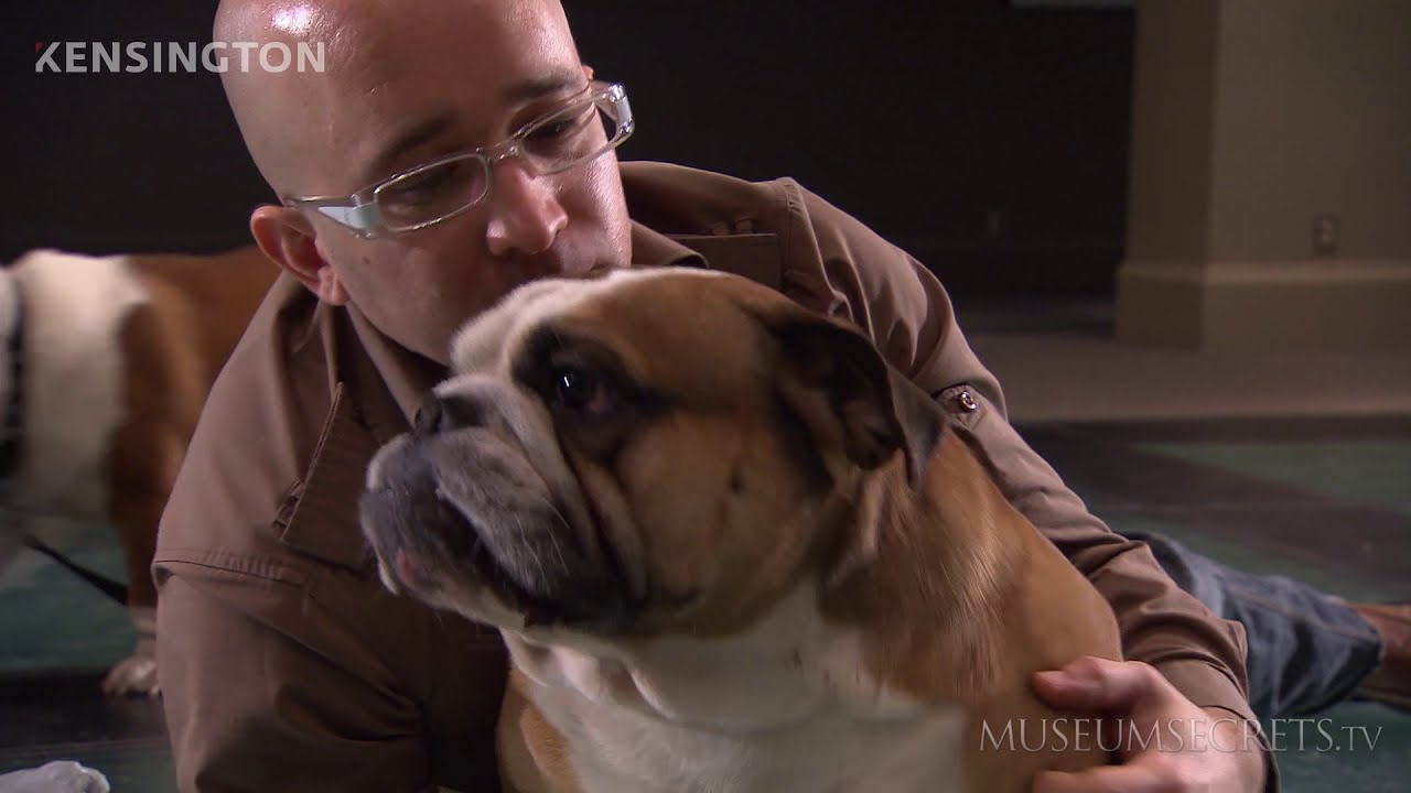 A World Champion British Bulldog named Bungie