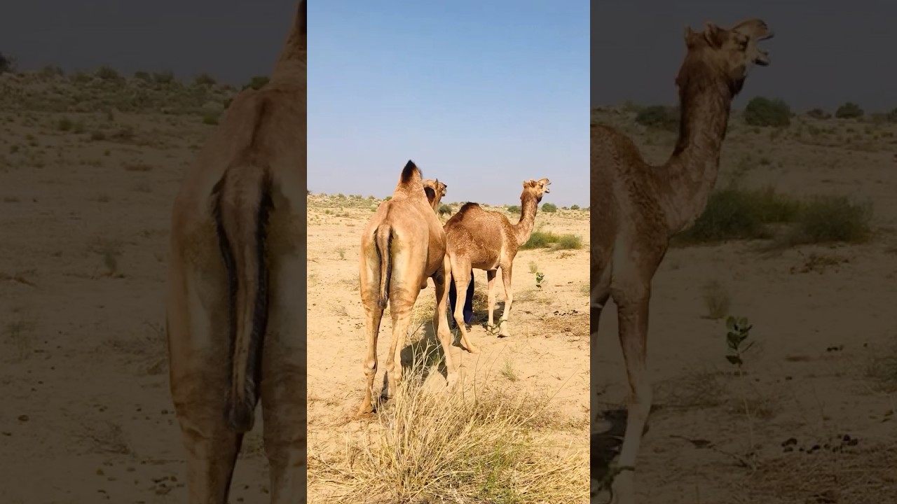 A young pair of camels #shorts