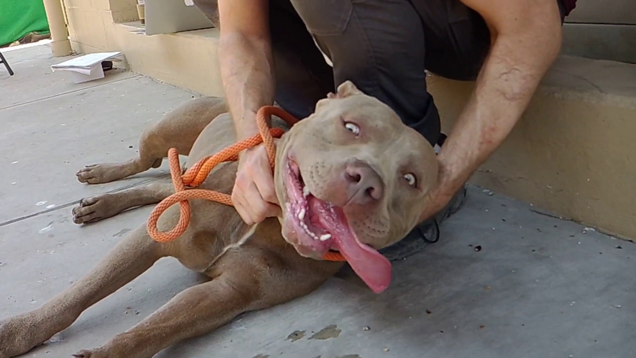 A5282417 Homer | Pit Bull