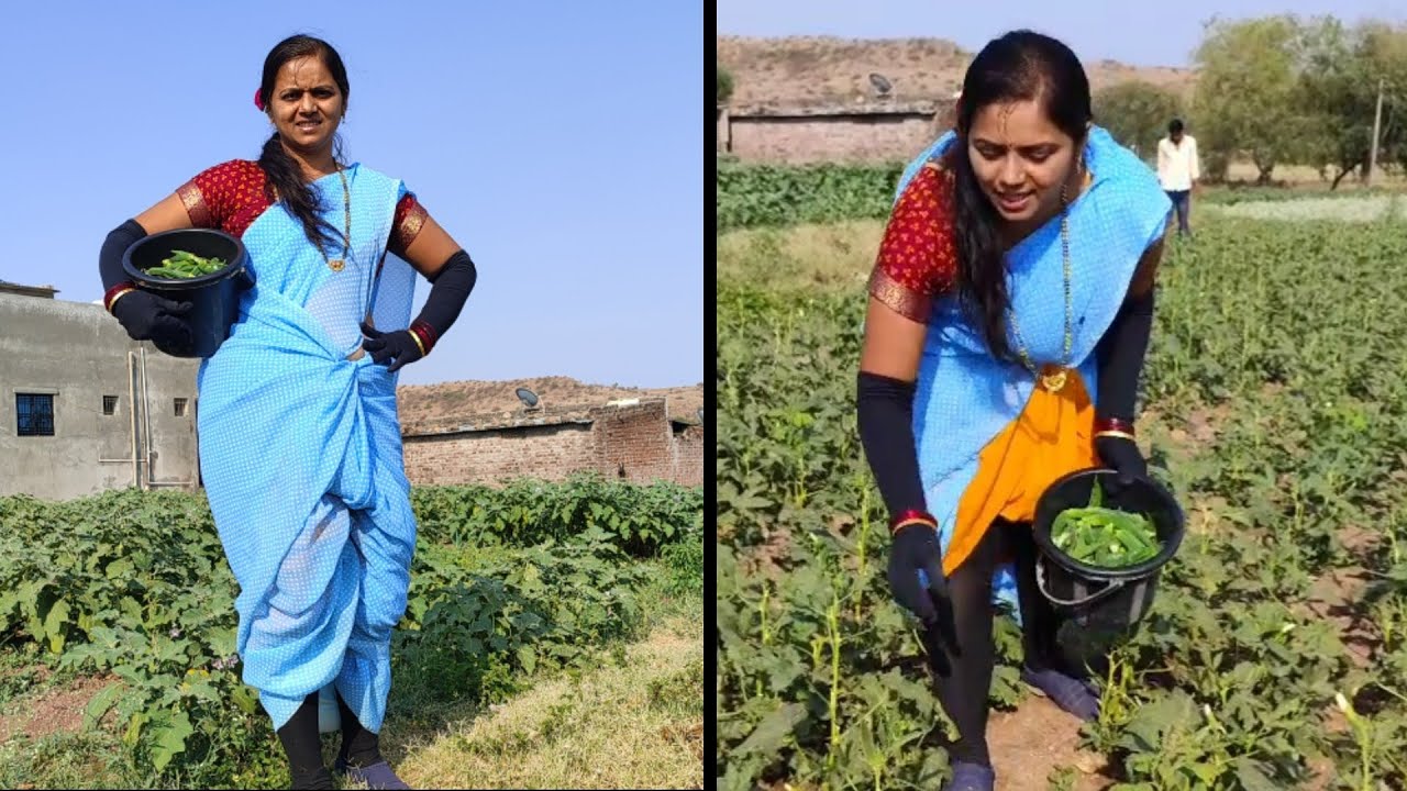 Aaj khet me vegetable harvesting with #gloves
