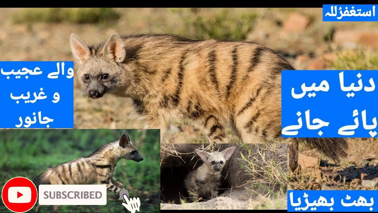 Aardwolf | Aardwolf hyena | Aardwolf vs loin | Aardwolf facts |Aardwolf sound