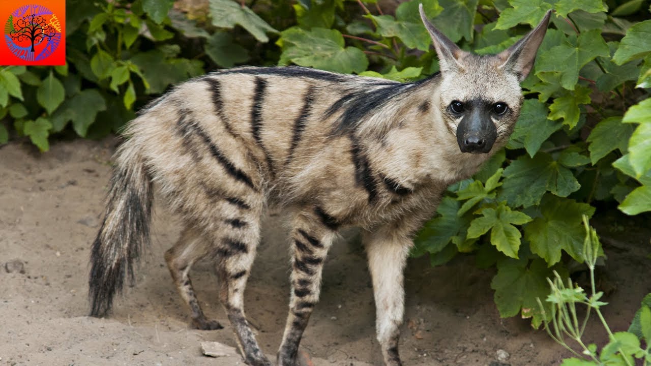 Aardwolf - Animal of the Week