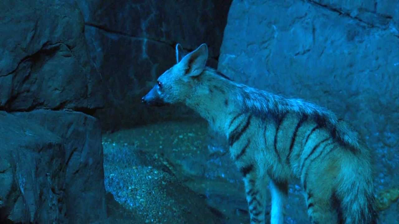Aardwolf - Cincinnati Zoo
