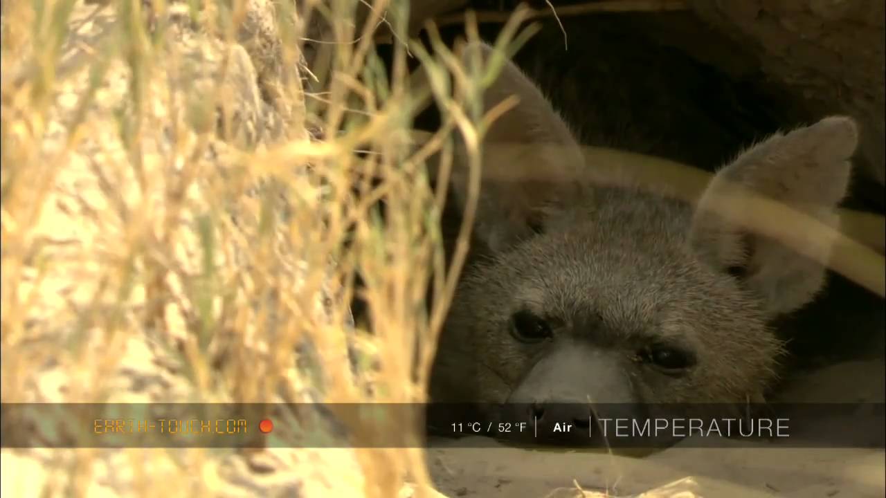 Aardwolf dozes in its burrow