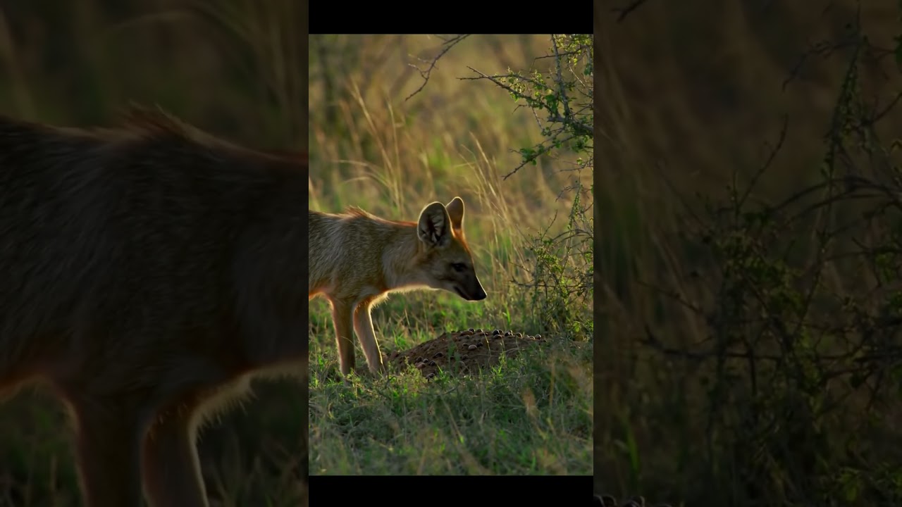 Aardwolf Termite Hunter of the Night #shortvideo #aardwolf #africanwildlife