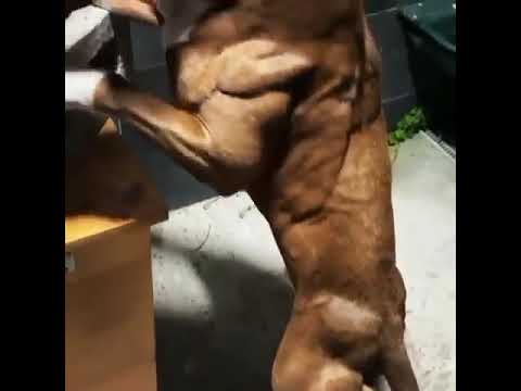 ABPT Pitbull