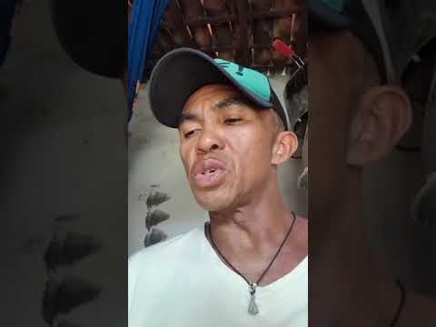 adaozin musica nova