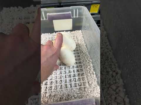 Add an awesome Ball Python clutch to my incubator!