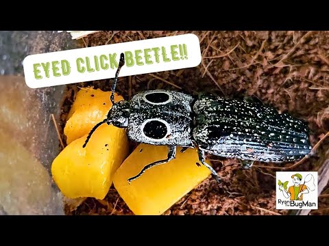 Adding Another UNIQUE Collection | The Eyed Click Beetle | What it's Like to Be The BUG MAN!