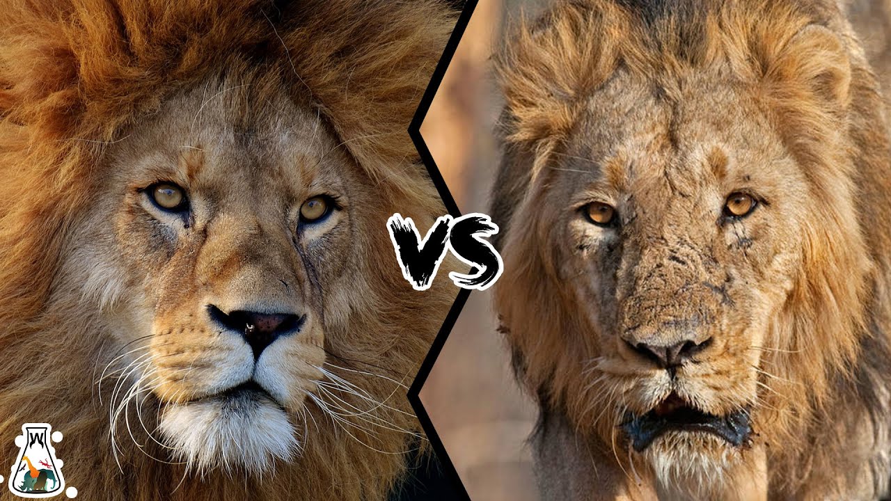 AFRICAN LION VS ASIATIC LION - Which is The Strongest?