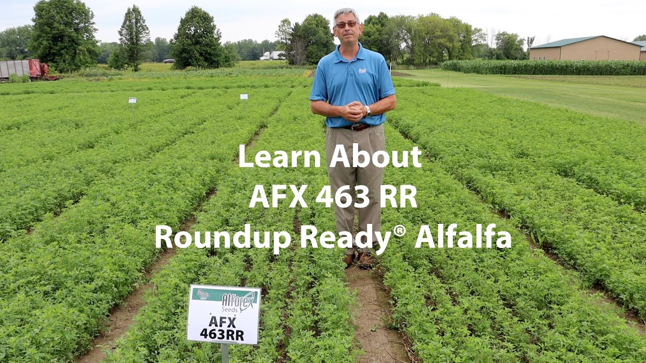 AFX 463RR Roundup Ready® Alfalfa