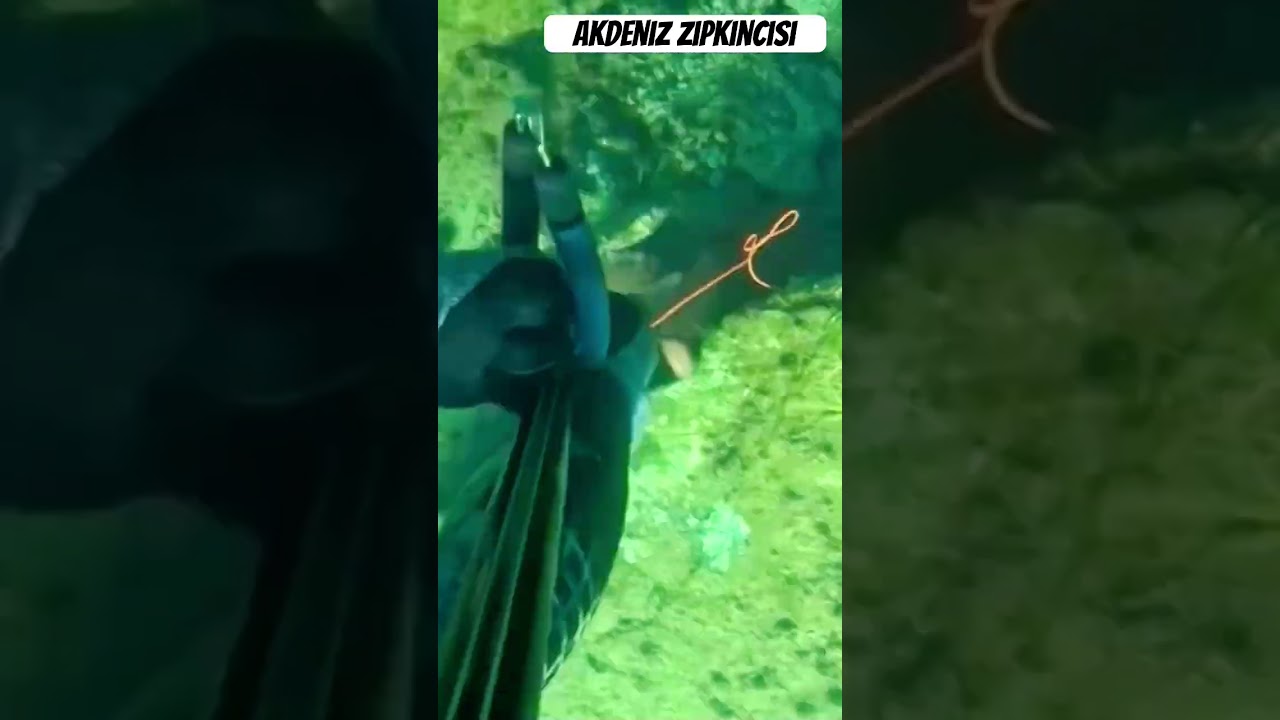 Ahtapot avı #ahtapot #octopus #viral #shorts #shortsvideo #trending #viralshorts #new