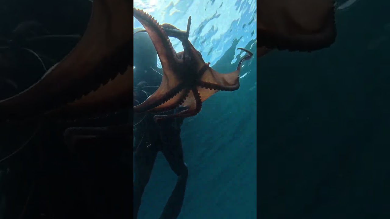 Ahtapot Avı #octopus #ahtapot #octopushunting #fishing #blue #divng #fish #deniz #denizyemekleri