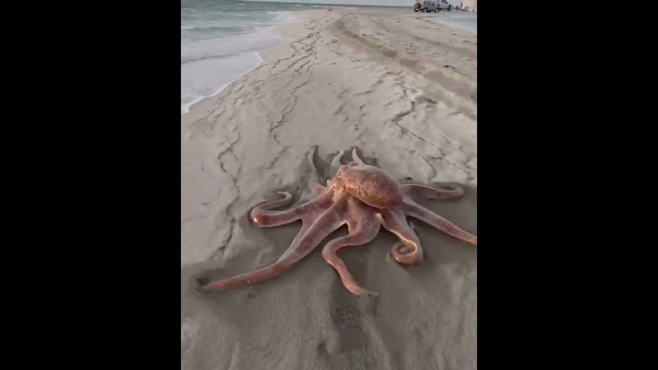 Ahtapot (Octopus) sahil gezintisinde.