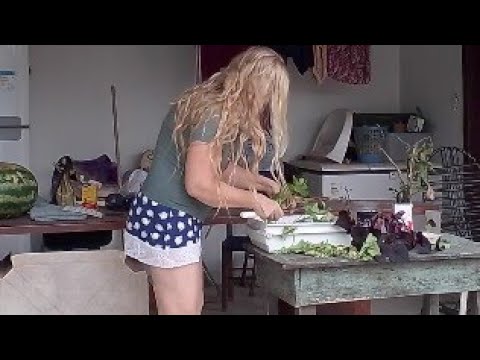 alimentos da terra coloridos