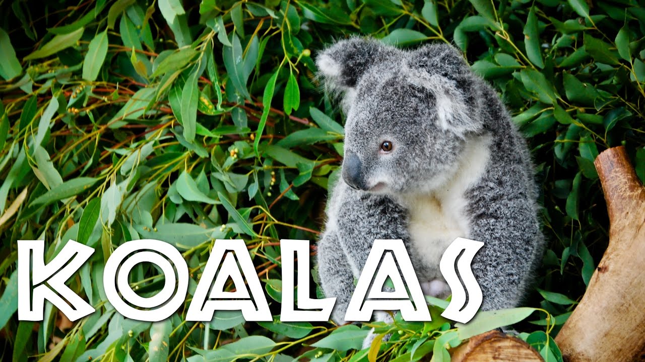 All About Koalas for Kids: Koalas for Children - FreeSchool