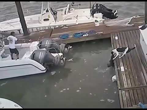 alligator attack dog