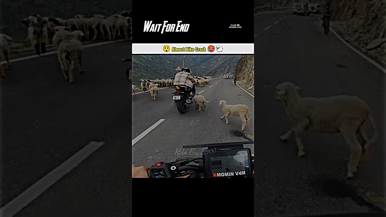 Almost bike crash 😲🐑#shortsfeed #bikerider #ktm #rider #motovlog #shorts