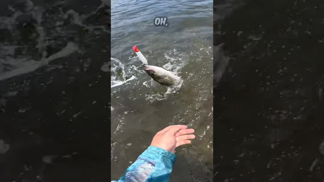 ALMOST LOST MY GRIPPERS! #fishingvideo #fishing #fish #va #virginia #stripedbass #striper #nc