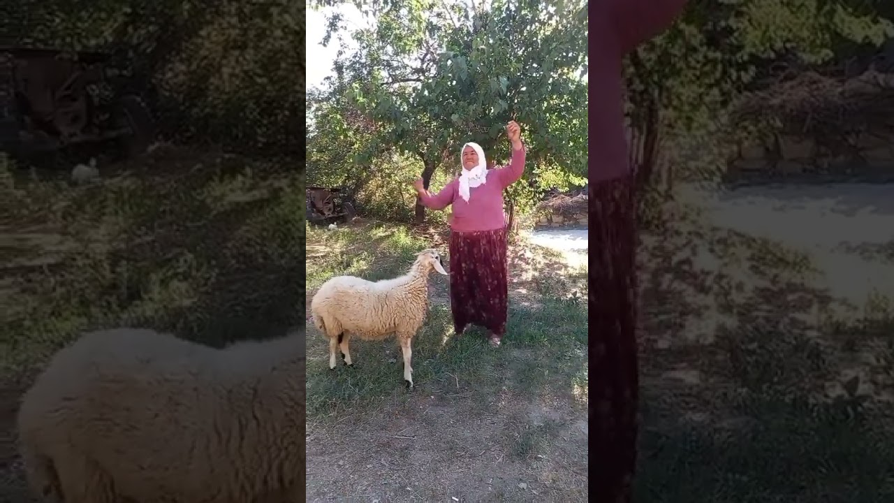 Şalvarlı Köylü Kadın Hem Koyun Otlatıyor Hem de Oyun Havası Oynayarak Kurtlarını Döküyor #shortvideo