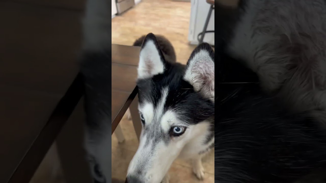 Always dramatic 🤣 #dogshorts #happyhusky #dogs #dog #husky #huskyworldwide #puppy #siberianhusky