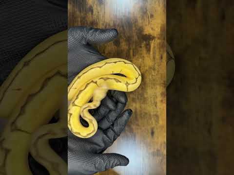 Amazing Ball Python Clutch #ballpython #viralvideo #python #animals #viralvideo #viralshorts #reels