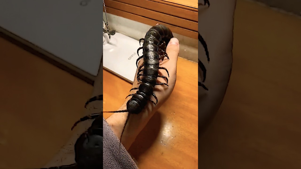 Amazing Before And After Animals🐾 Transformation #animals #shorts #trending #dog #cute #viralvideo