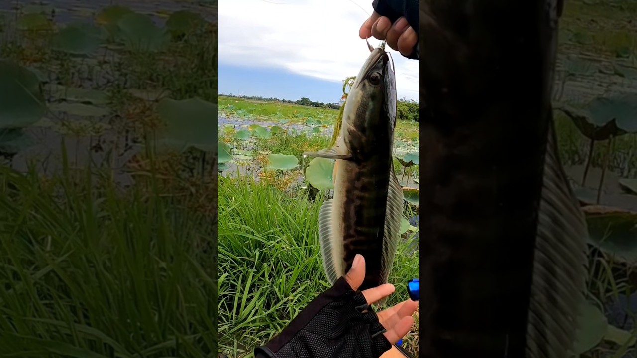 Amazing fish SNEEKHEND In Cambodia #fishing #SNEEKHEND  #fishinglife #shortvideo #fishingshort