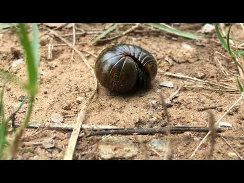 Amazing Glomerida beauty movement HD
