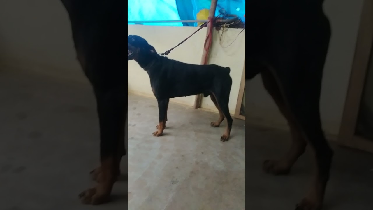 American Doberman dog mating available contact 9150070007(3)