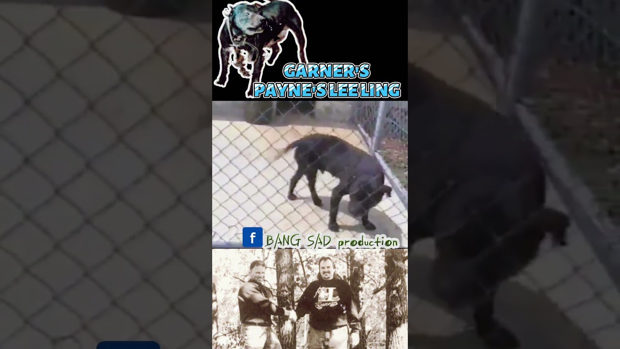 american pitbull historical||tom garner's knl #pitbull #apbt #americanpitbullterrier