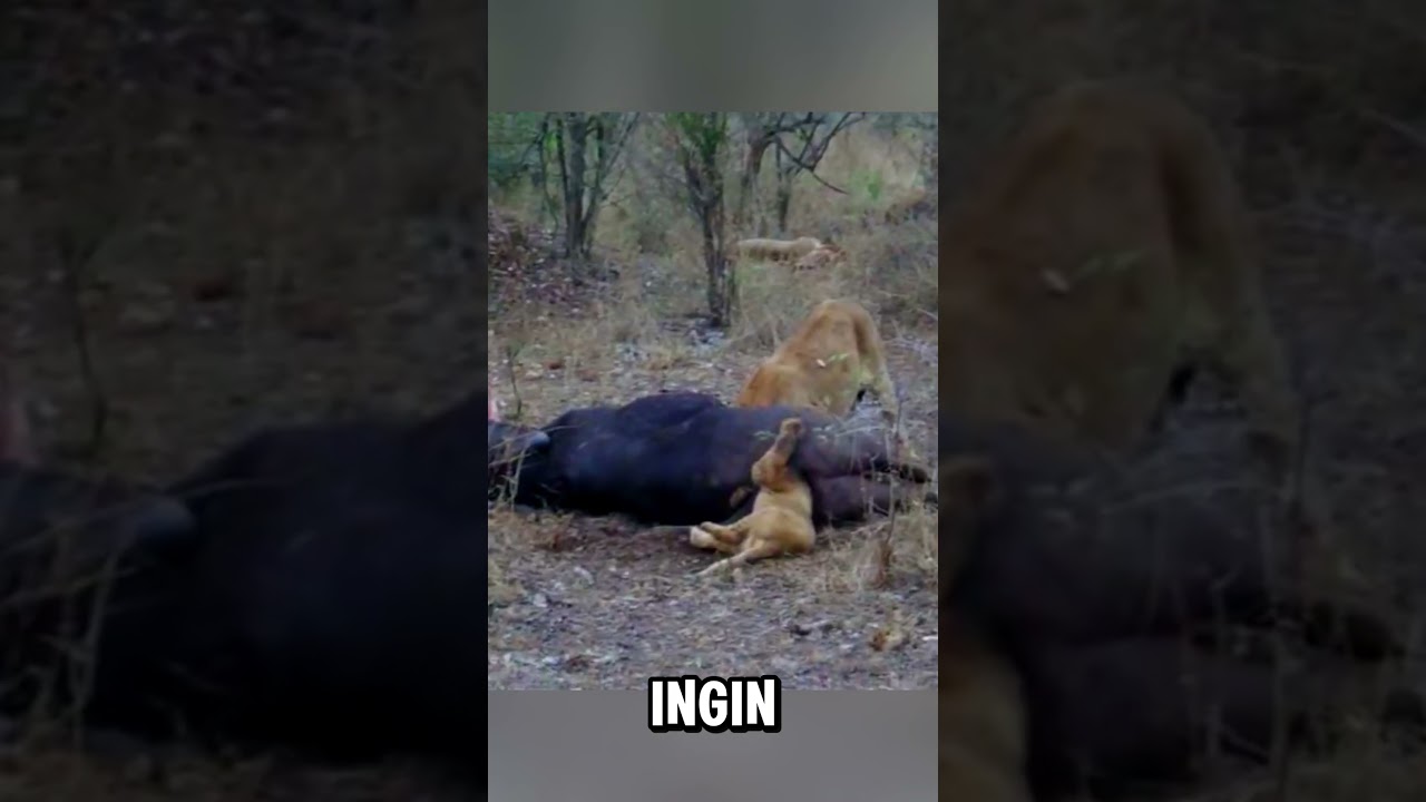 anak singa nyangkut di pantat kerbau😲