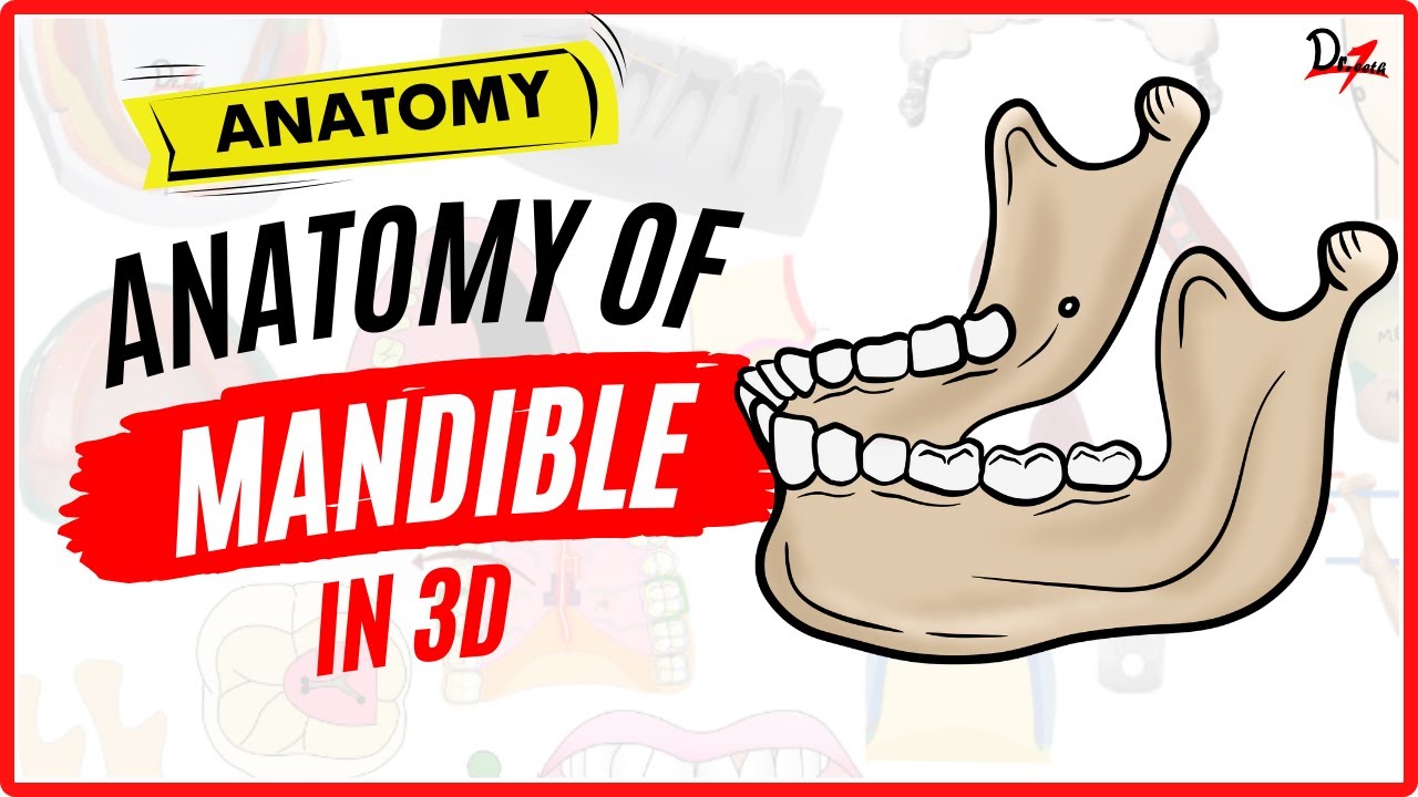Anatomy of Mandible Made Easy