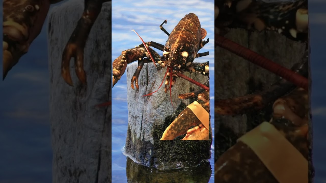 Angry lobster jumpscare #shorts #jumpscare #lobster