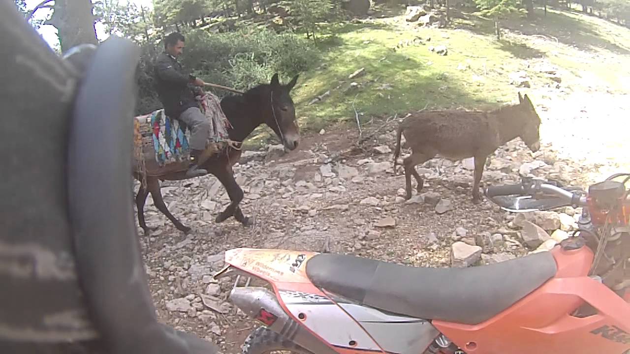 Animal Cruelty - Donkey Hobbling