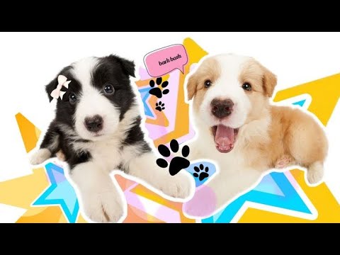 Animal Cuties- DOGS🐕😍