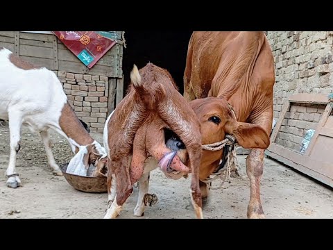 Animal Feeding milk today | big calf breastfeeding vlog | nikka haji