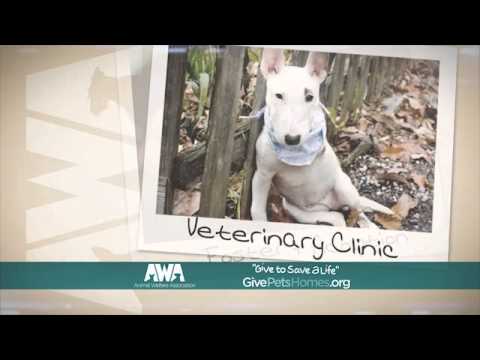 Animal Welfare Association Adoption Challenge