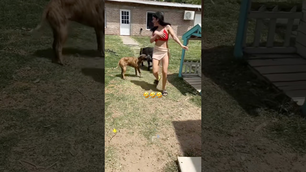 Animals Funny Compilation 🤣😂 #funnyanimals #animals #pets #shorts