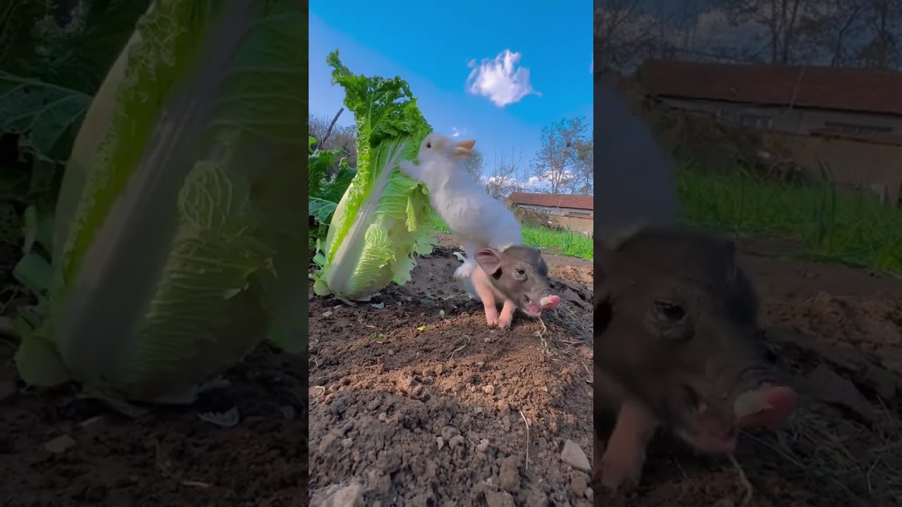 Animatsi животные хайвонлар