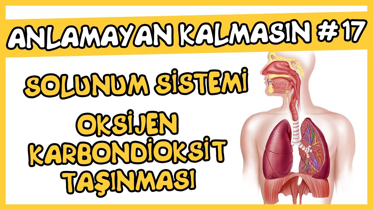 Anlamayan Kalmasın #17 Solunum Sistemi - Oksijen Karbondioksit Taşınması