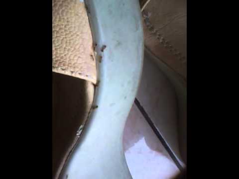 Ants in Wedge Heels